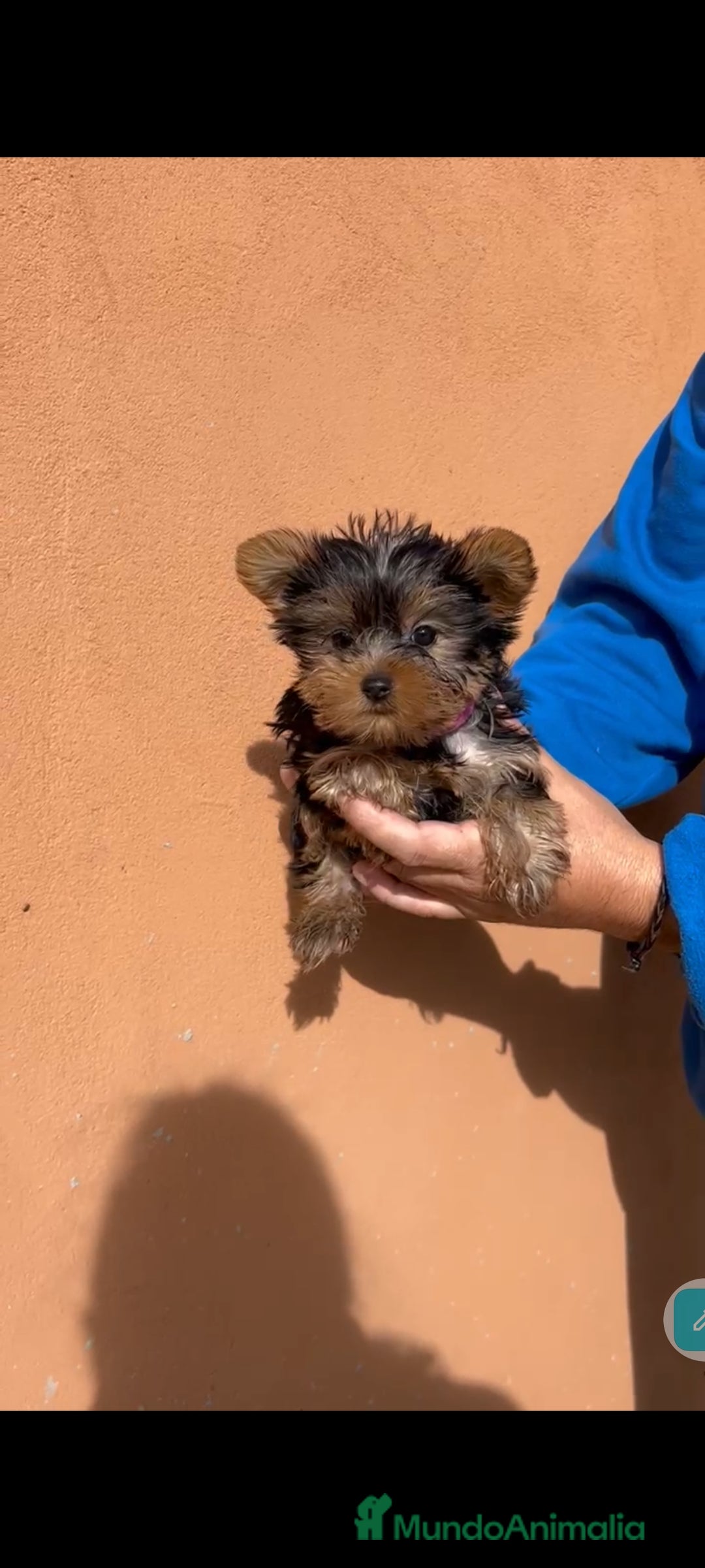 Yorkshire Terrier perros en venta: Ultima cachorra de yorkshire terrier toy  - Anuncio 2