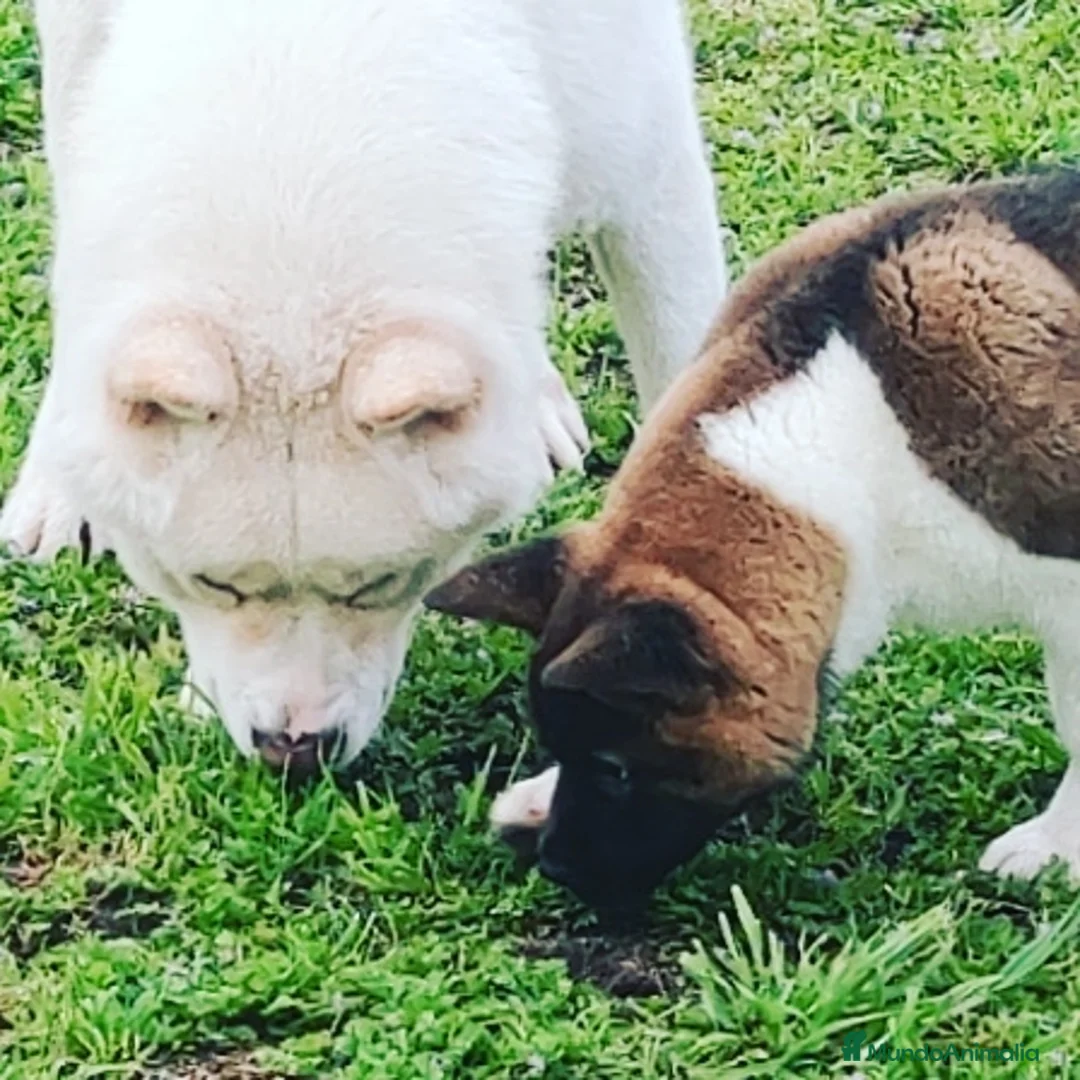 Imagen de galería {{count}}