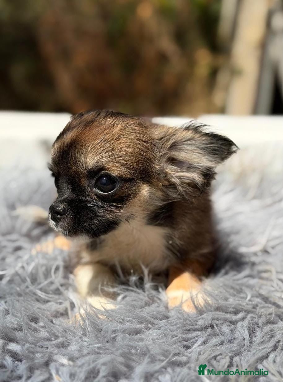 Chihuahua perros Chihuahua buscando hogar 💙🐾 - Anuncio 1