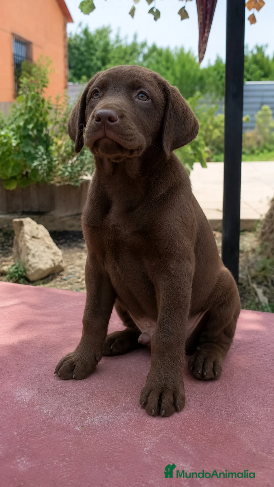 Labrador Retriever perros en venta: Último labrador chocolate!!!!!🐾🐶 en Cádiz - Anuncio 2