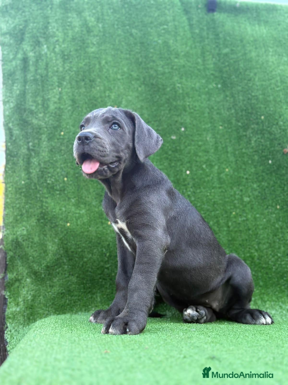 Cane Corso perros Cane Corso LOE ADN PREMIUM  - Anuncio 2
