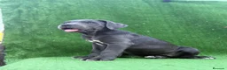 Cane Corso perros en venta: Cane Corso LOE ADN PREMIUM  - Anuncio 1