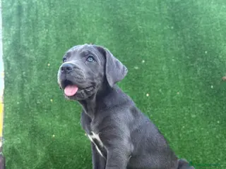 Cane Corso perros Cane Corso LOE ADN PREMIUM - Anuncio 1