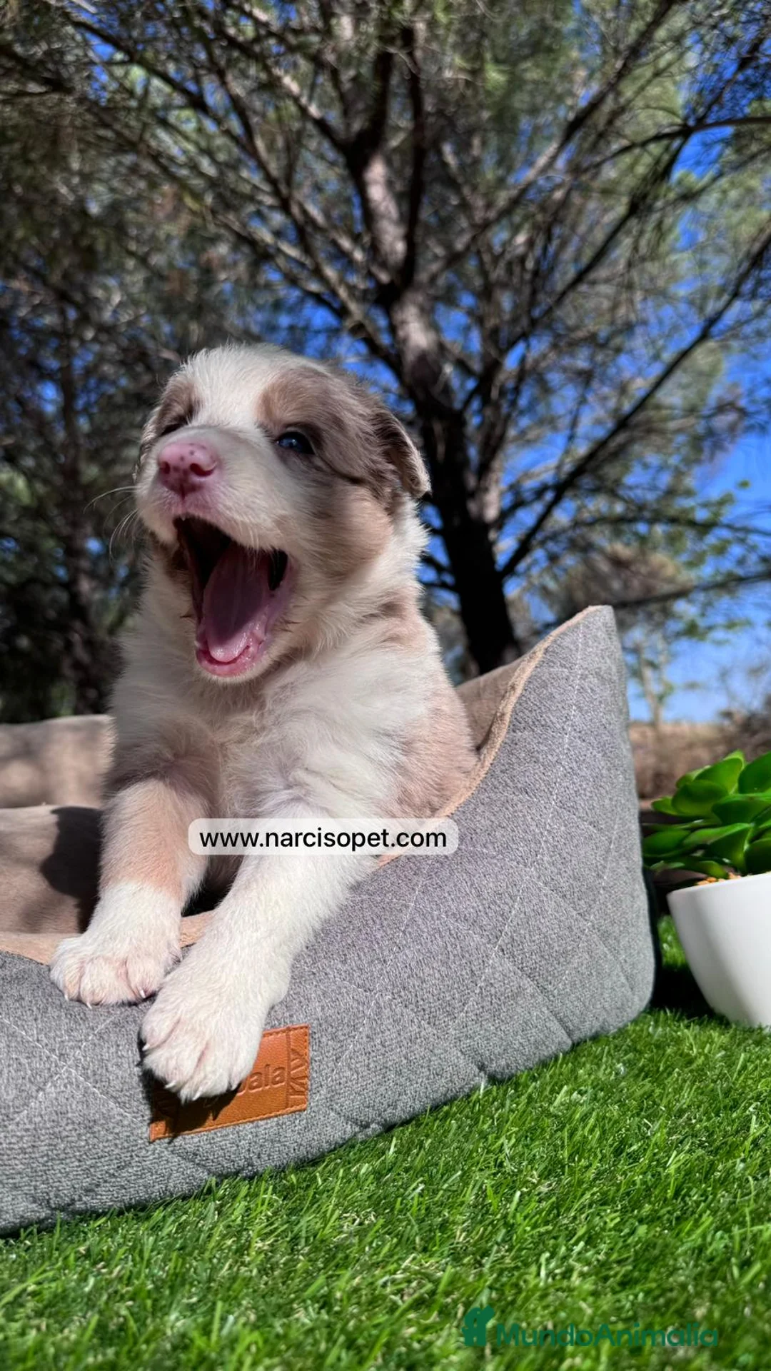 Border Collie perros en venta: VENTA DE BORDER COLLIE RED MERLE en Asturias - Anuncio 7