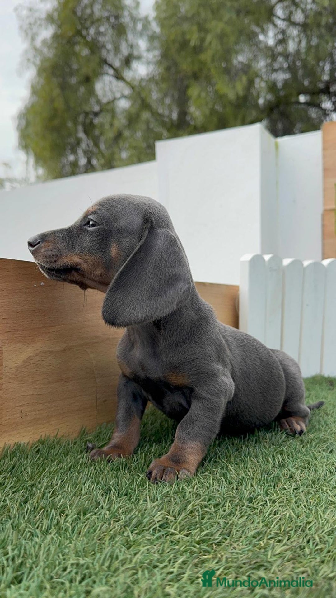 Teckel Miniatura perros en venta: TECKEL MINIATURA BLUE AND TAN - Anuncio 8