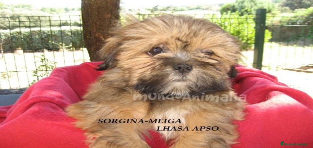 Imagen de galería {{count}}