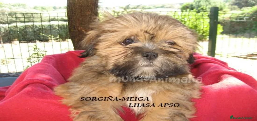 Imagen de galería {{count}}