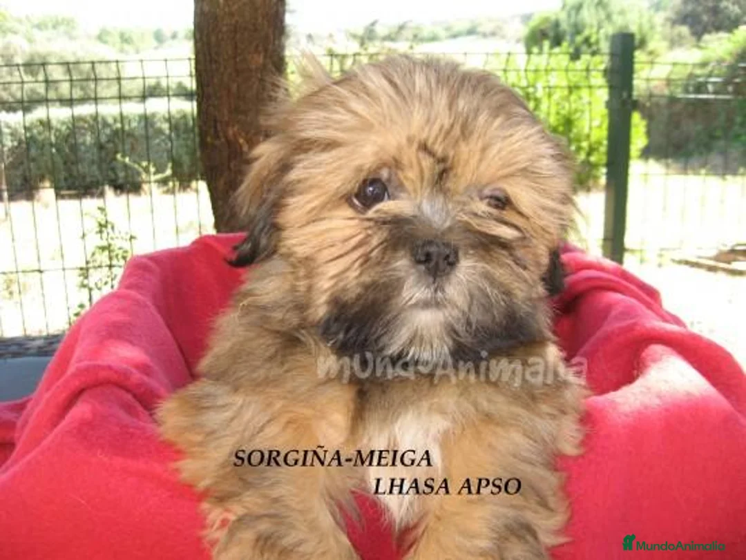 Imagen de galería {{count}}