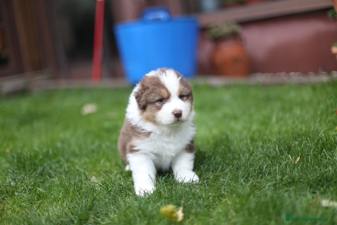 Pastor Australiano perros en venta: Cachorros de Pastor Australiano - Anuncio 3
