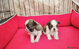 Shih Tzu perros en venta: Shih tzu - Imagen 1