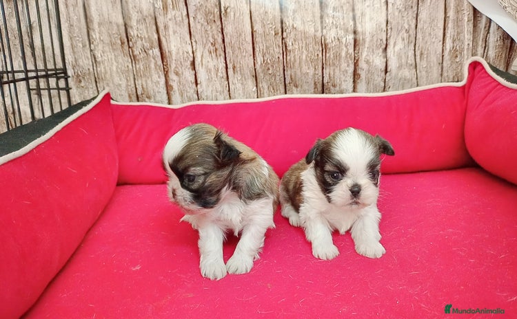 Shih Tzu perros - Anuncio 1