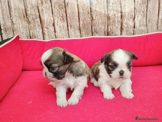 Shih Tzu perros - Anuncio 2