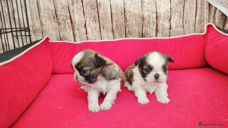 Shih Tzu perros - Anuncio 2