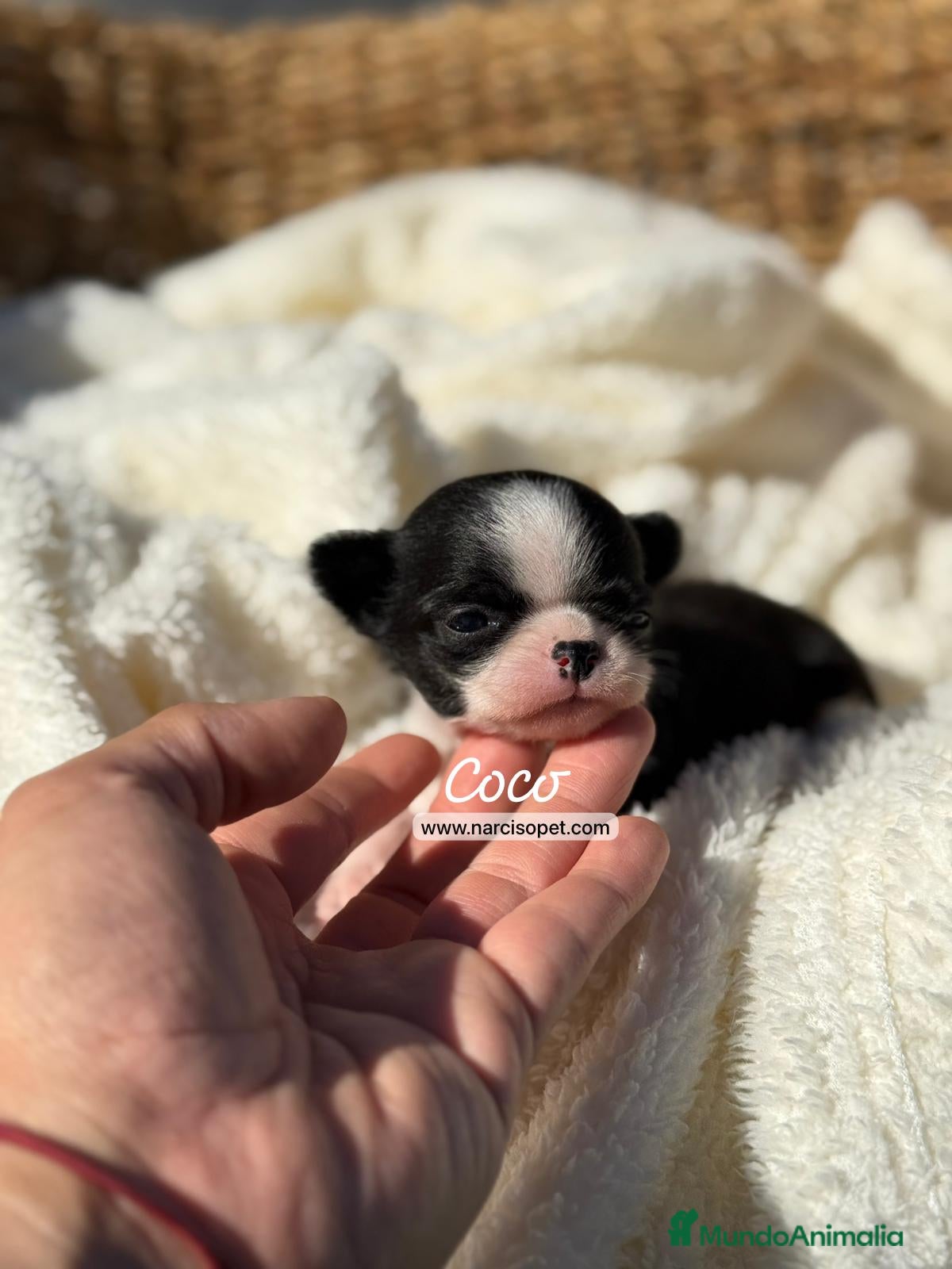 Chihuahua perros CHIHUAHUA - Anuncio 1