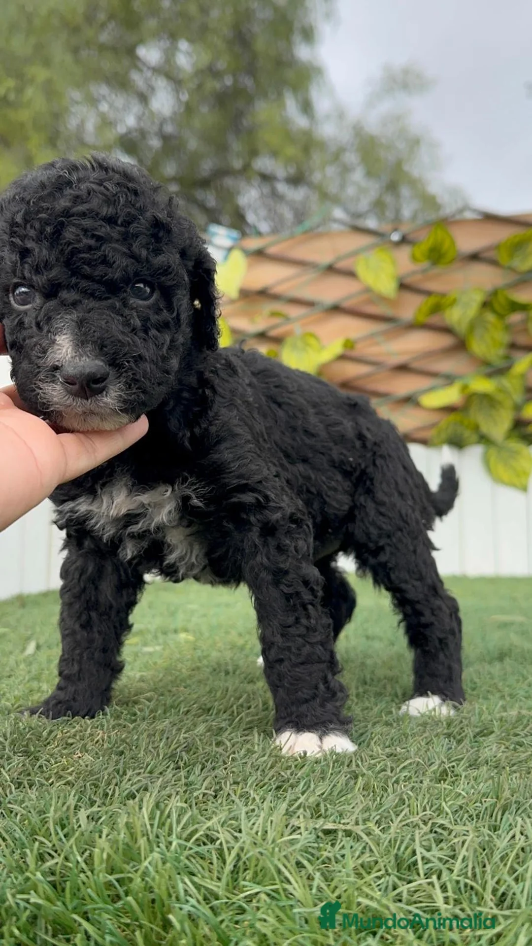 Perro de Agua Español perros en venta: PERRO DE AGUA ESPAÑOL  - Anuncio 7