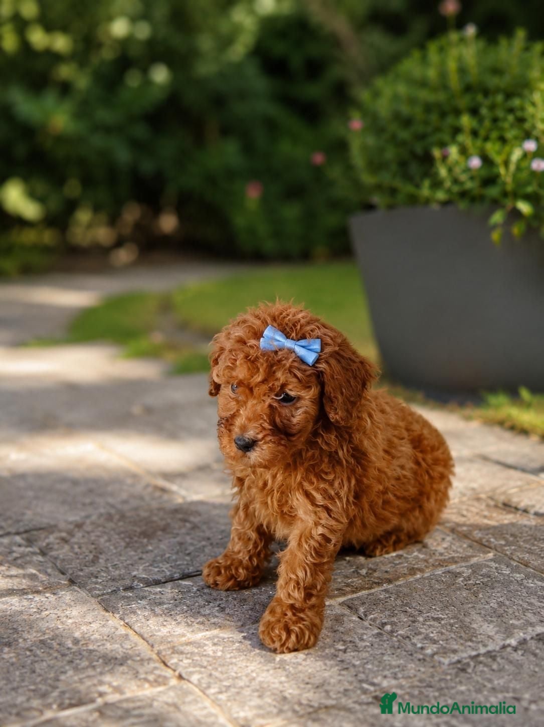 Caniche Toy perros Caniche toy - Anuncio 3