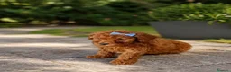 Caniche Toy perros en venta: Caniche toy - Anuncio 7
