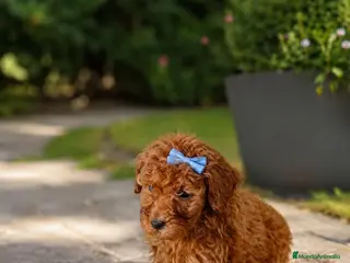 Caniche Toy perros Caniche toy - Anuncio 3
