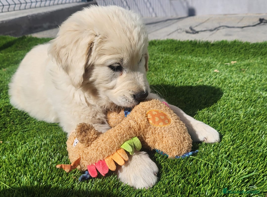 Golden Retriever perros en venta: Cachorros de golden retriever - Anuncio 3