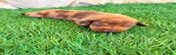 Teckel Miniatura perros en venta: Teckel Miniatura merle chocolate - Anuncio 1