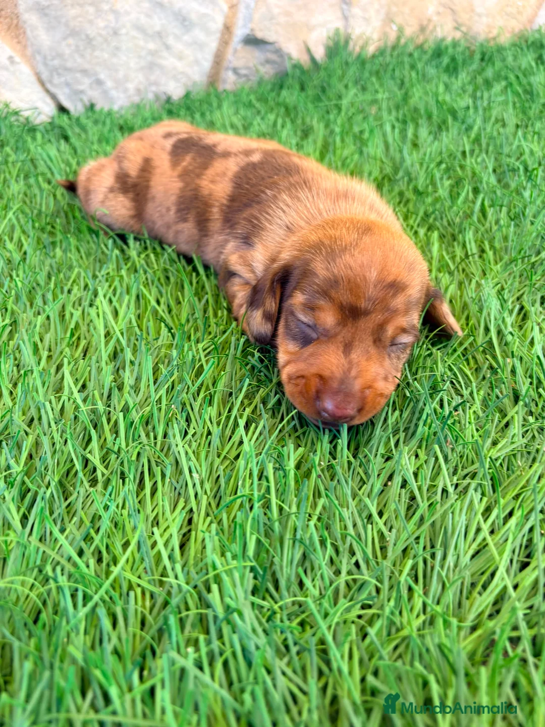 Teckel Miniatura perros en venta: Teckel Miniatura merle chocolate - Anuncio 1