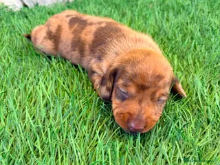 Teckel Miniatura perros Teckel Miniatura merle chocolate - Anuncio 3