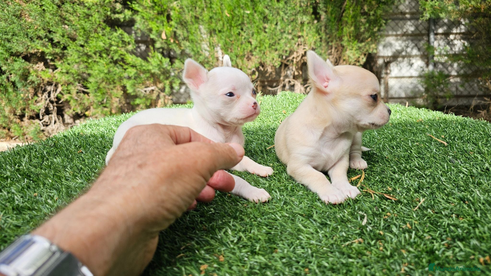 Chihuahua perros Cachorros chihuahua mini toy - Anuncio 2