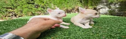Chihuahua perros en venta: Cachorros chihuahua mini toy - Anuncio 1