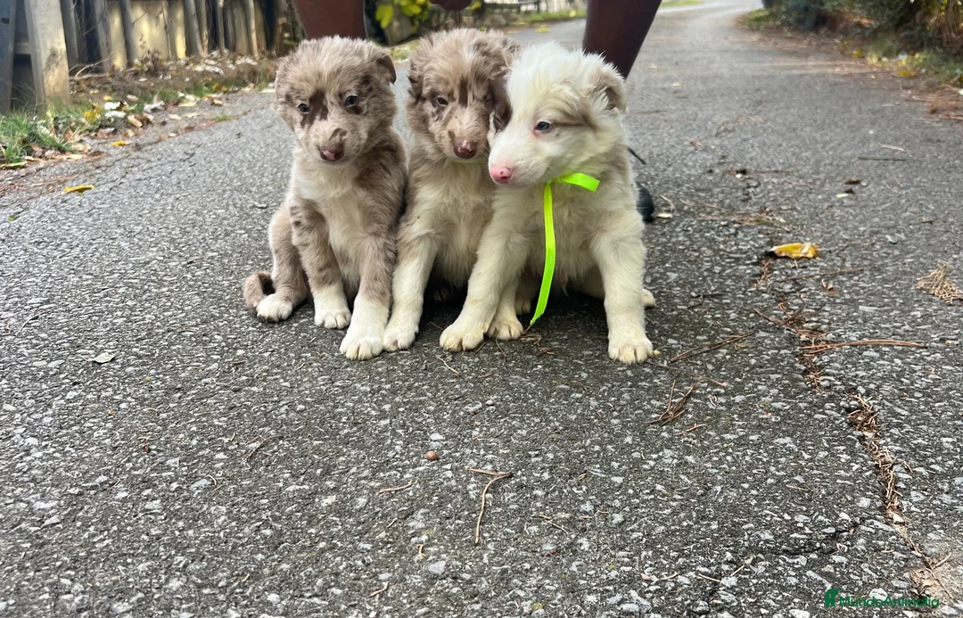 Border Collie perros en venta: Border collie  en La Rioja - Anuncio 11