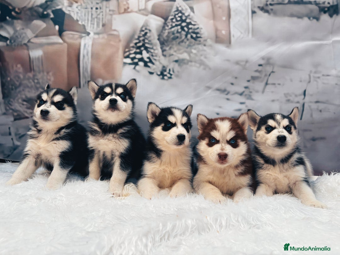 Husky Siberiano perros en venta: Cachorros husky siberianos  - Anuncio 1