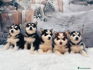Husky Siberiano perros Cachorros husky siberianos - Anuncio 8