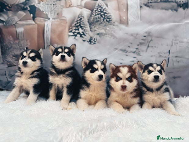 Husky Siberiano perros Cachorros husky siberianos - Anuncio 4