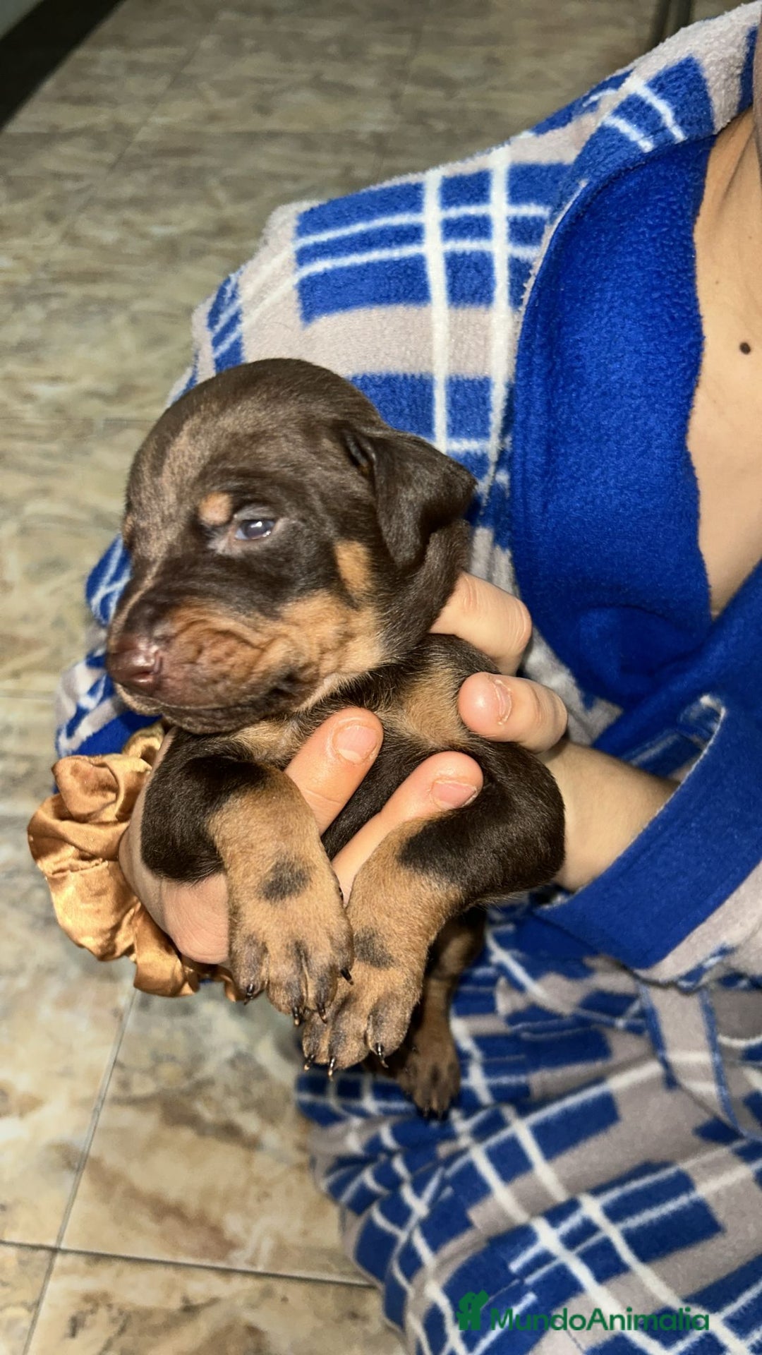 Dobermann perros en venta: Doberman  - Anuncio 3