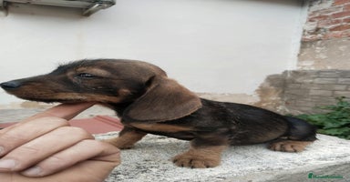 Teckel Miniatura perros - Anuncio 7
