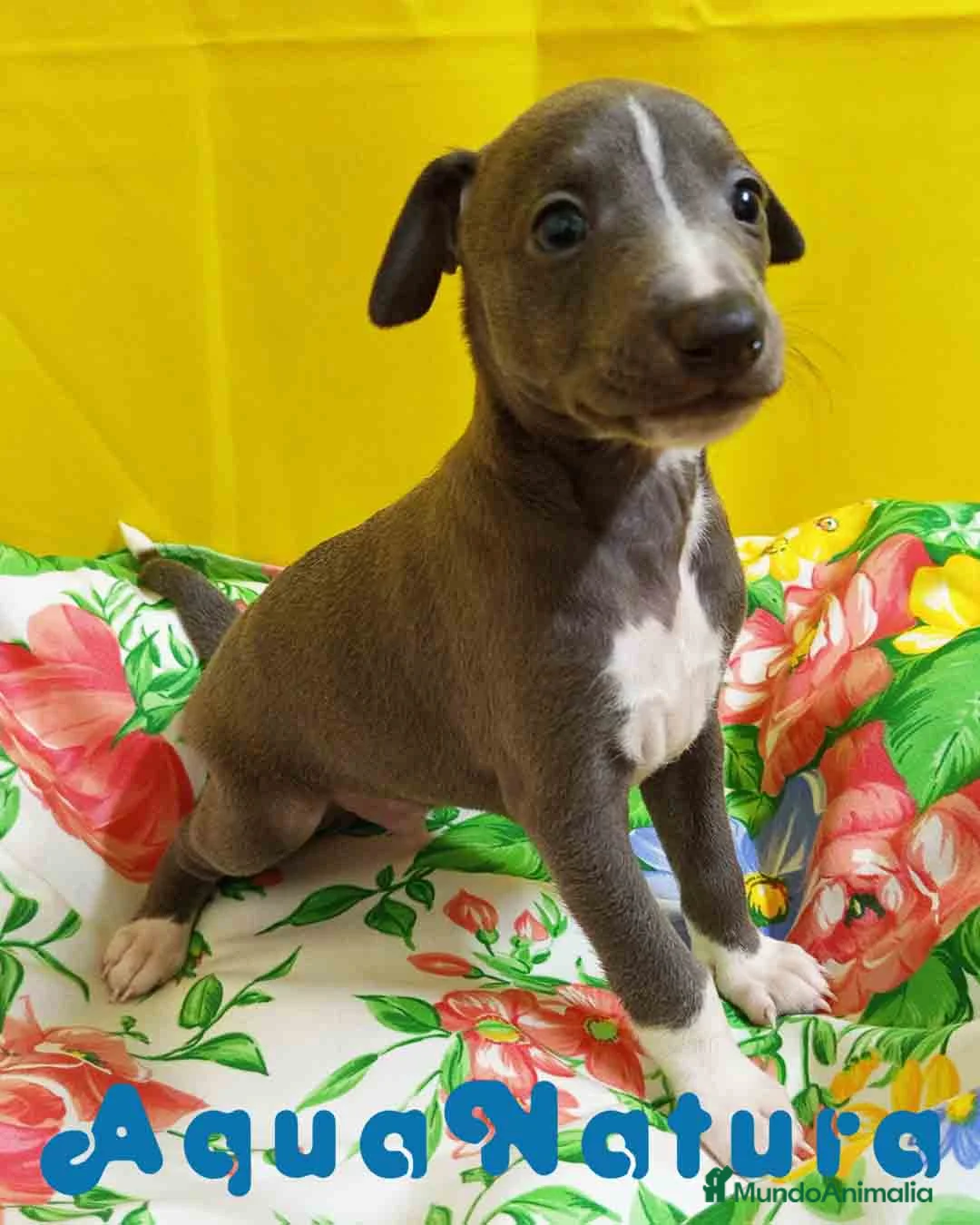 Pequeño Lebrel Italiano perros en venta: Lebrel Italiano Macho 1755 AQUANATURA - Anuncio 3