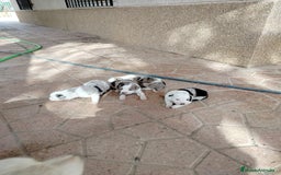 Border Collie perros en venta: Border Collie merle - Imagen 4