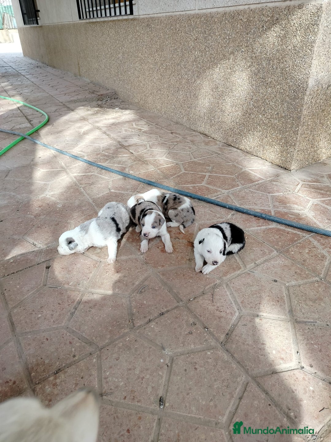 Border Collie perros en venta: Border Collie merle - Imagen 4