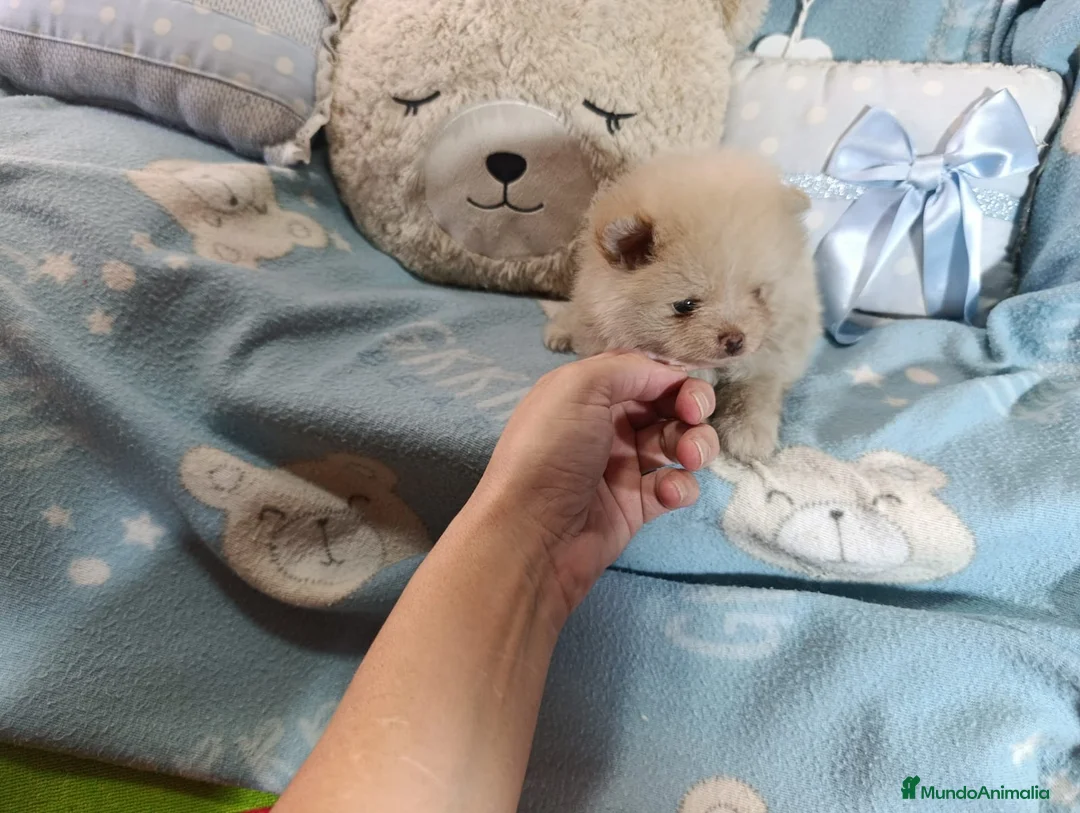Pomerania perros en venta: Hembra pomerania ositos  - Anuncio 2