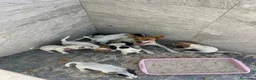Raza Mixta perros en venta: MESTIZOS - Anuncio 6