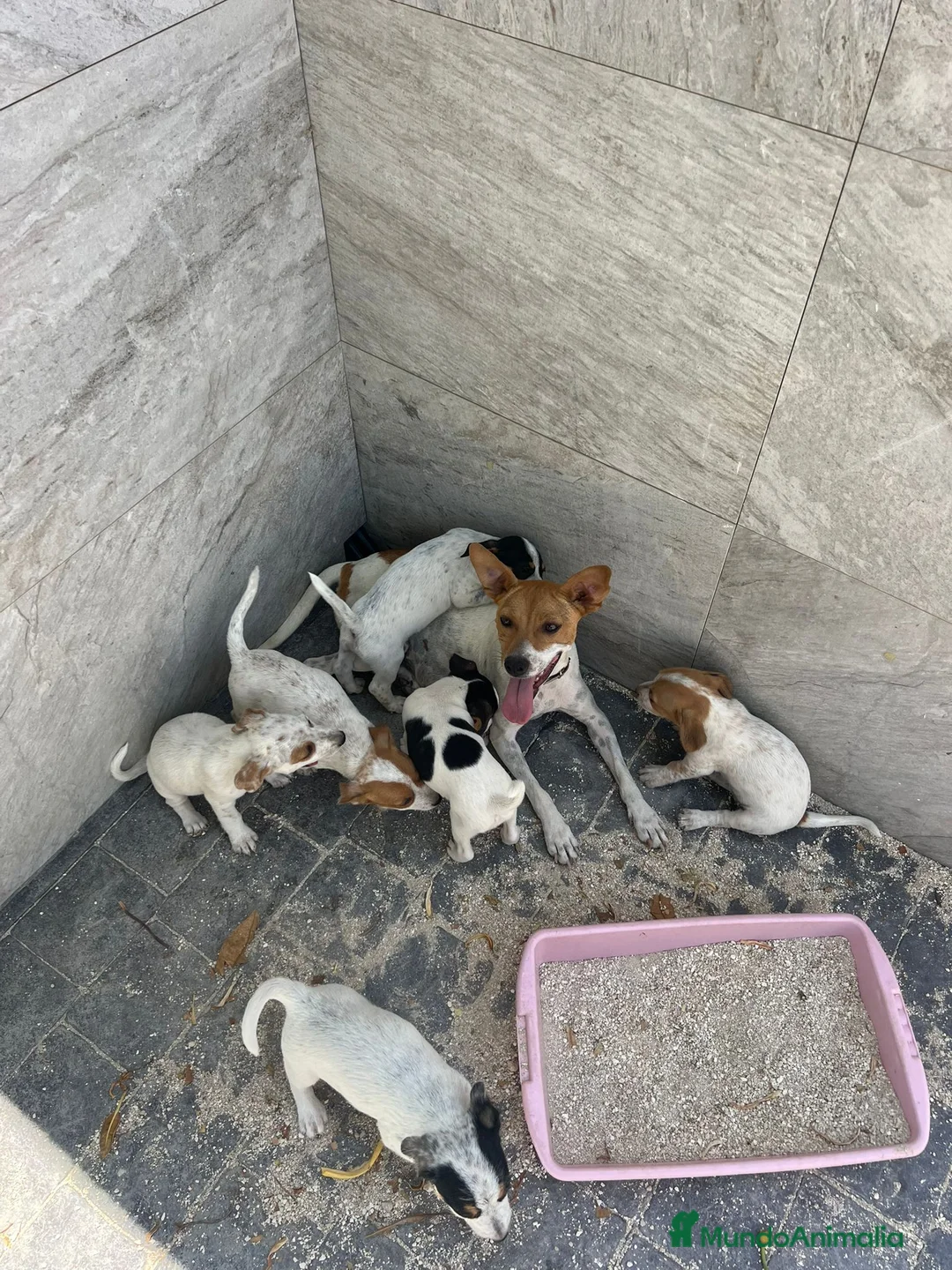 Raza Mixta perros en venta: MESTIZOS - Anuncio 6