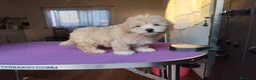 Maltipoo perros en venta: Macho de maltipoo nacionales - Anuncio 5