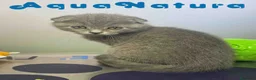Scottish Fold gatos en venta: Scottish Fold Macho 6343 AQUANATURA - Anuncio 6