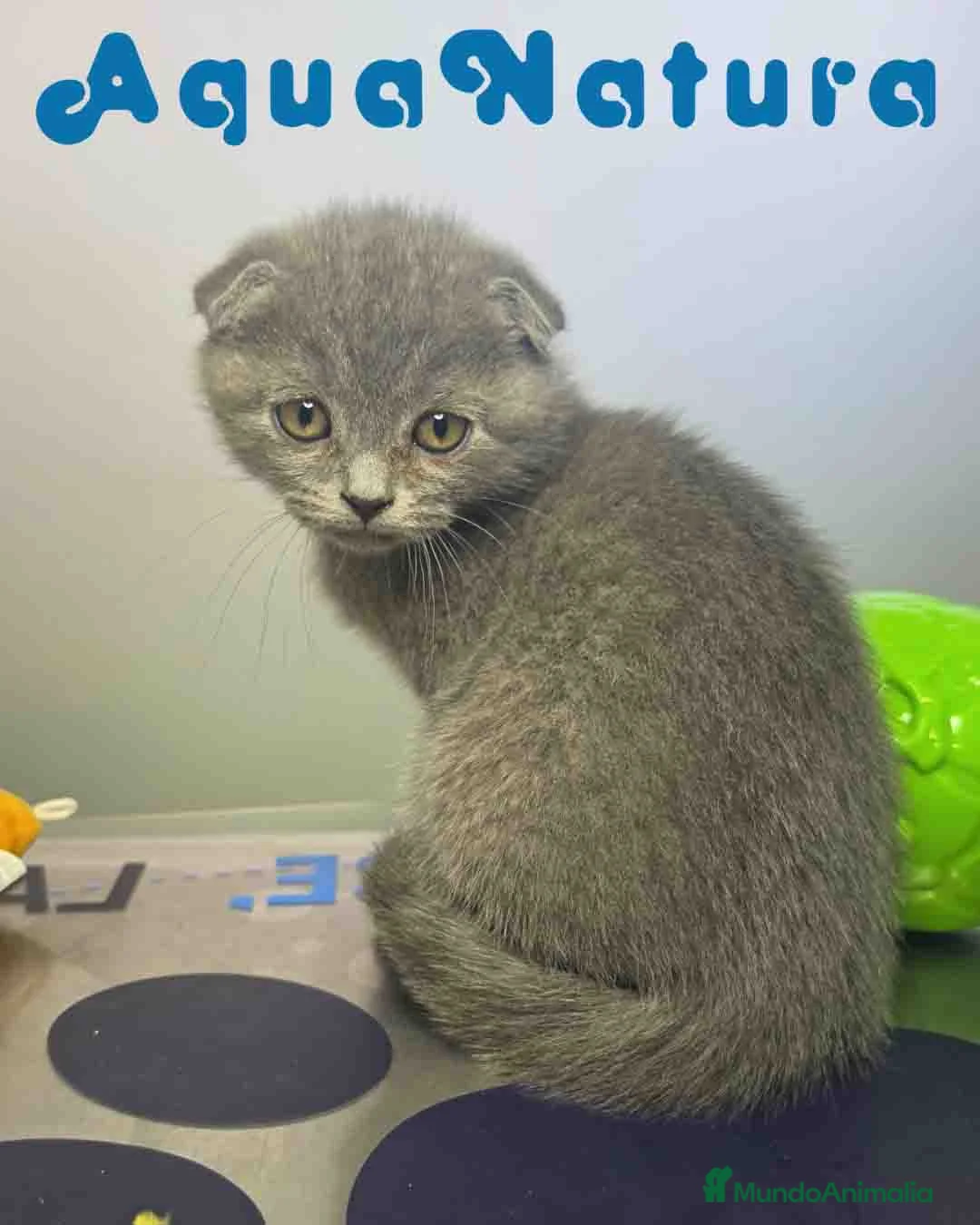 Scottish Fold gatos en venta: Scottish Fold Macho 6343 AQUANATURA - Anuncio 6