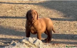 Labrador Retriever perros en venta: Camada de labradores chocolate.ENTREGA INMEDIATA!! - Imagen 5