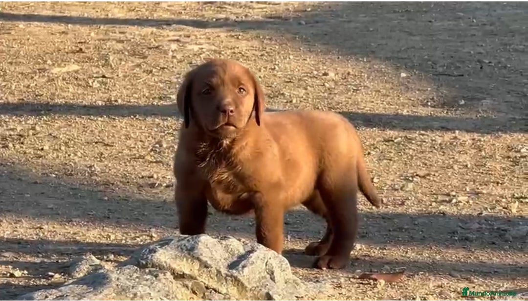 Labrador Retriever perros en venta: Camada de labradores chocolate.ENTREGA INMEDIATA!! - Imagen 5
