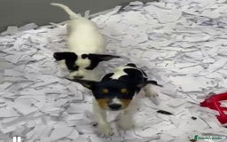 Ratonero Bodeguero Andaluz perros en venta: Adorable bebé de Bodeguero Andaluz - Imagen 1