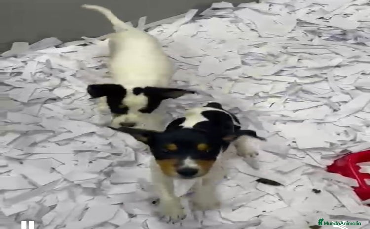 Ratonero Bodeguero Andaluz perros - Anuncio 1