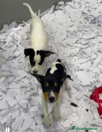 Ratonero Bodeguero Andaluz perros - Anuncio 6