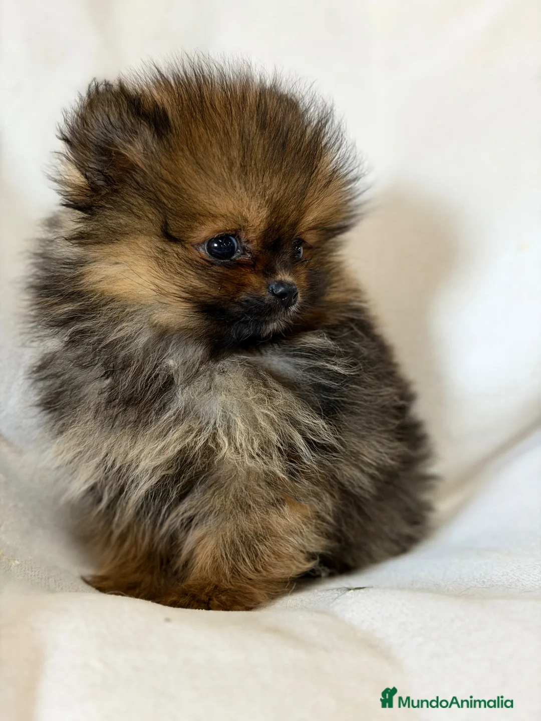 Pomerania perros en venta: Pomerania micro  - Anuncio 2