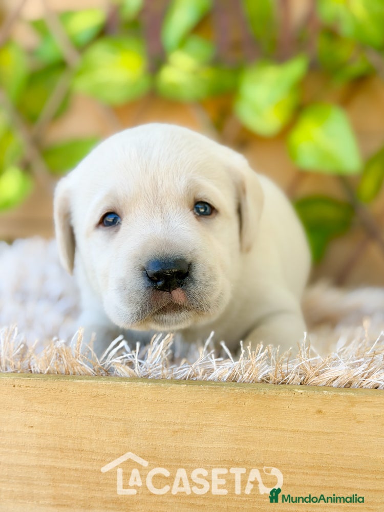 Labrador Retriever perros Camada de Helena - Anuncio 1